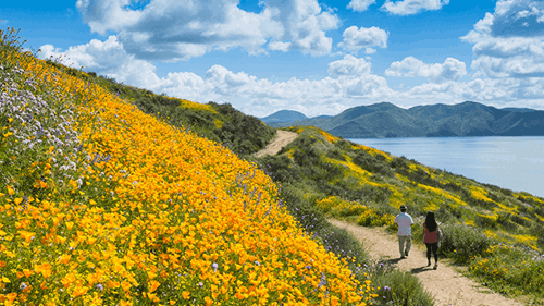 钻石谷湖边徒步小径旁的小山上盛开着黄色的野花